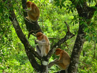 Proboscis monkey, Sukau (3)